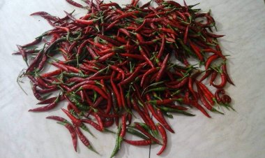 Il peperoncino calabrese: il piccante che conquista la cucina italiana