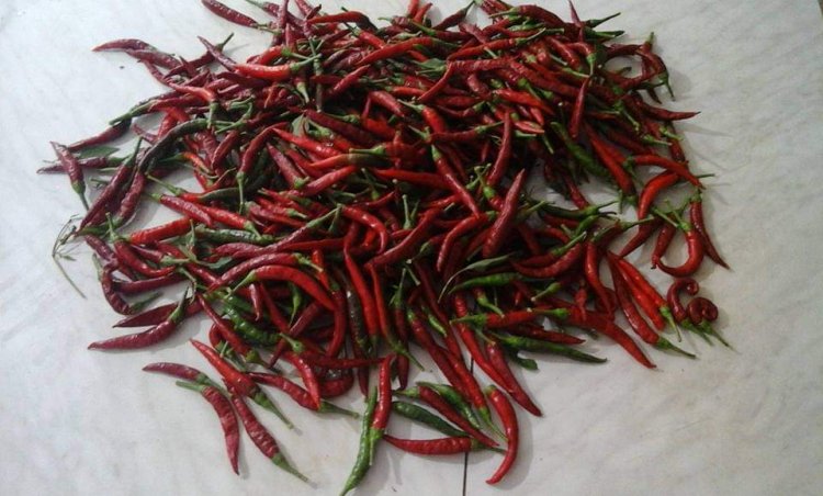 Il peperoncino calabrese: il piccante che conquista la cucina italiana