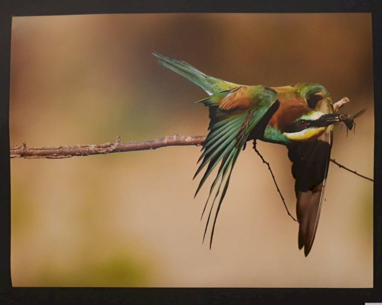 Mostra fotografica